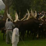 cows